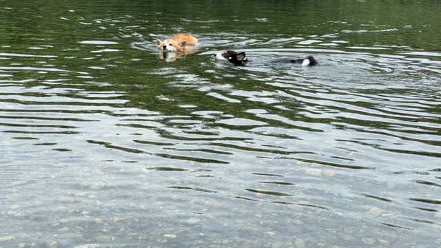 暑い時には水遊びの記事動画