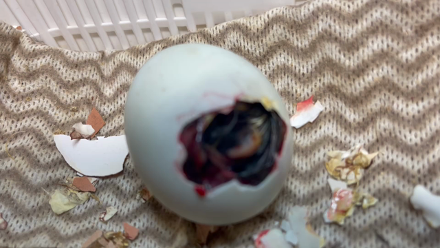 コールダック2世ちゃん、孵化介助しました！の記事動画