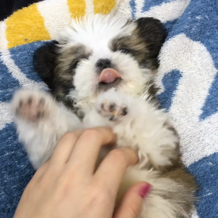 ぜひ来てください(☆0☆)の記事動画