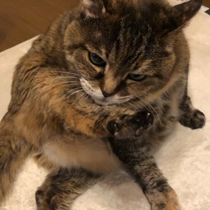 定期検診と妙齢独女のひとりごとの記事動画