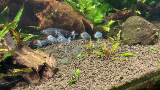 江ノ島水族館の記事動画