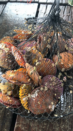 【立川南口 九州料理 個室 居酒屋】貝は活きている！緋扇貝どーしても使いたいアイテム。の記事動画