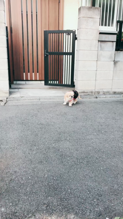 あんずちゃんの記事動画