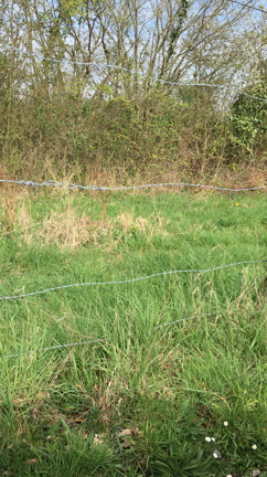 雉(きじ)のオスも「男は皆んな馬鹿だからの記事動画