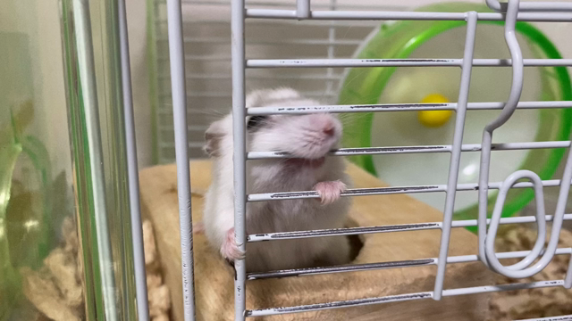 訓練士の女房2535の記事動画