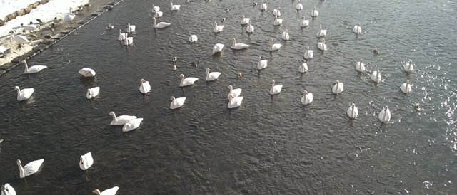 【街ブラ】大鰐駅前＠青森県大鰐町にて歩く歩行者してみたwの記事動画