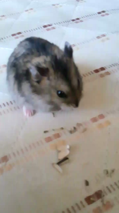 わが家の癒し♪の記事動画