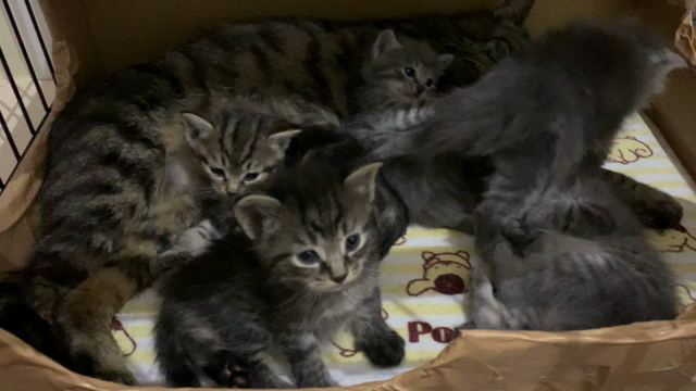 新しい生命つぎつぎと( ﾟДﾟ)の記事動画