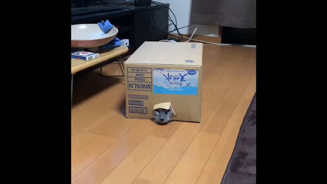 猫の記事動画
