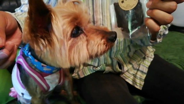 高齢犬でも食べれるジャーキーの記事動画