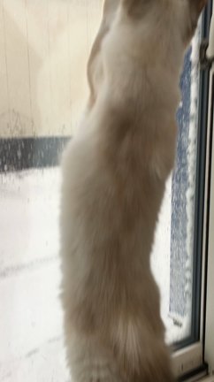 白いふわふわしたものの記事動画