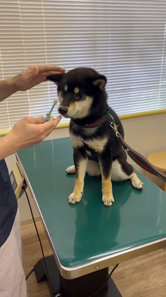 ハミガキコース卒業生の紹介の記事動画