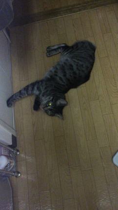 上海蟹の記事動画