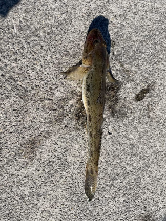 久々の釣果はの記事動画