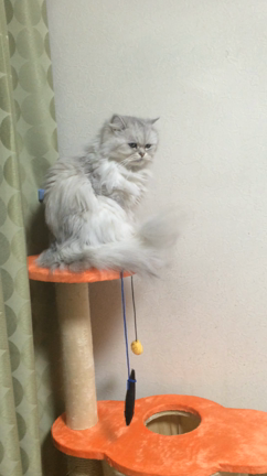 ２月の定休日のご案内☆の記事動画