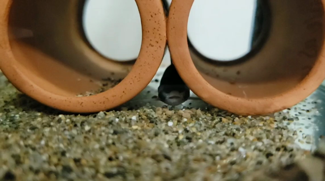 おとひめのサイズ るぅ 熱帯魚 タティア ベタ 愛 めばえました ブログ
