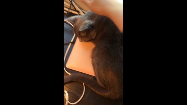 初めての動画の記事動画