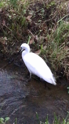 なんかいるの記事動画