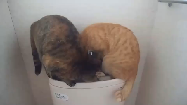 今日は曇り、道路の雪はなくなりました。の記事動画