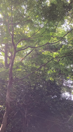 チャージの記事動画