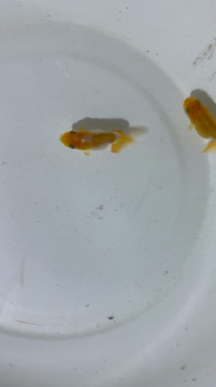 夏休みの記事動画