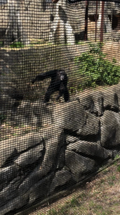 お誕生日会〜♡の記事動画