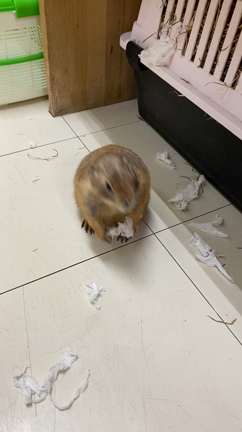 今日のピンキー^ - ^の記事動画