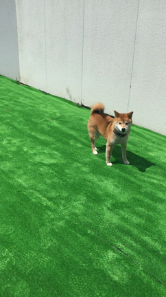 倉庫の片隅に作った愛犬たちのなんちゃってドッグラン完成の記事動画
