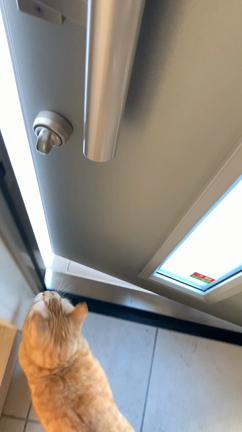 「毎朝の日課」虎太郎くんの朝散歩☆の記事動画