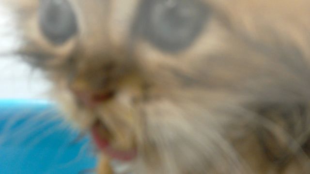 世界陸上の記事動画