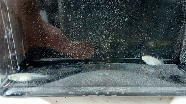 お気に入りのメダカその⑨の記事動画