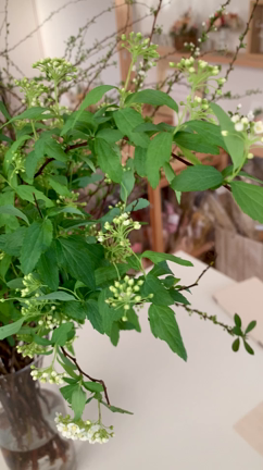 花市場で再開したから連れてかえりました♬の記事動画