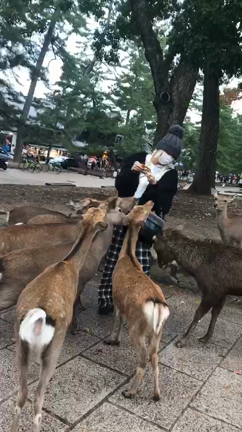 Aldious Tour 和歌山の記事動画