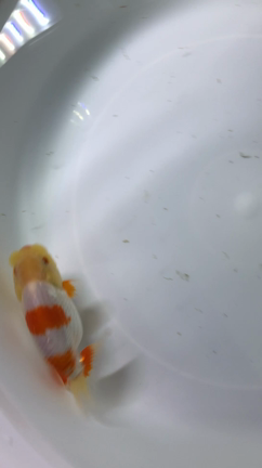 ネタ切れです笑の記事動画