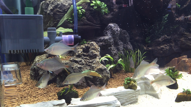 明日はねの記事動画