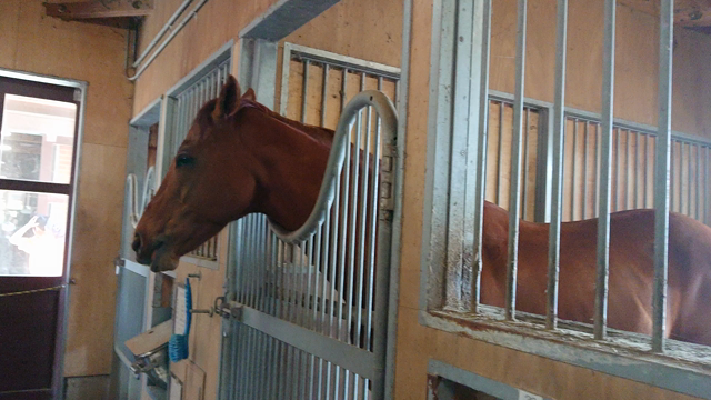 美浦トレセン見学ツアー     乗馬苑編の記事動画