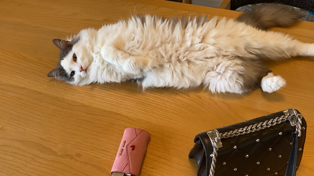 達人スピリット！の記事動画