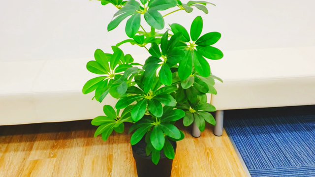 フェイクグリーンの記事動画