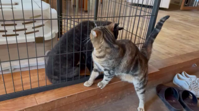 甲斐犬の記事動画