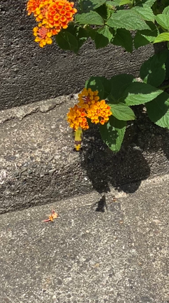 これなに？の記事動画