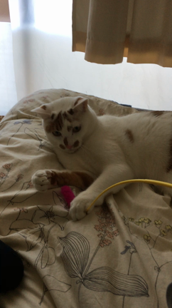 ルンバの記事動画