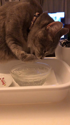 ココの水飲みの記事動画