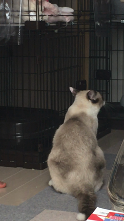 ネズミさんの足の色の記事動画