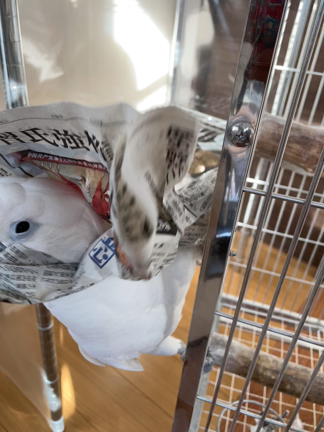 そらと新聞紙 ②の記事動画