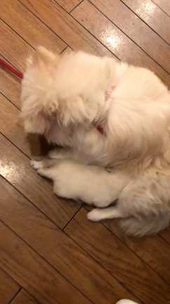 ポポちゃんはふしぎな子なのだなぁの記事動画