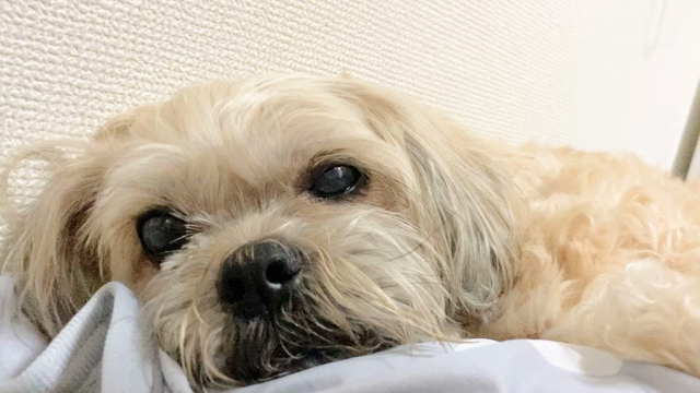 ワンポイントタトゥー【ドクロ　髑髏　日本画風】〜ryujitattoo〜の記事動画