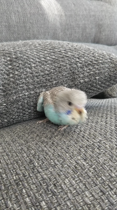 ちらり…の記事動画