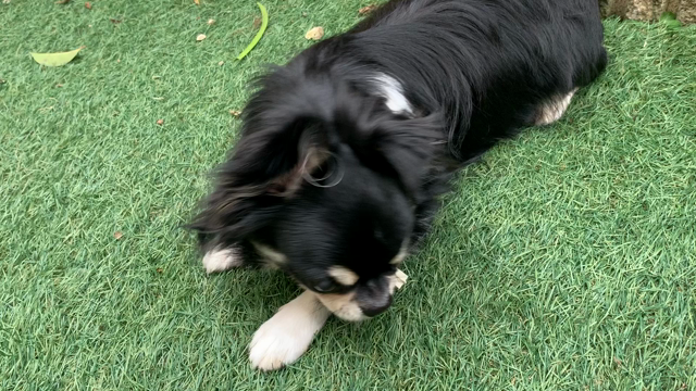 最近のふぅくんの記事動画