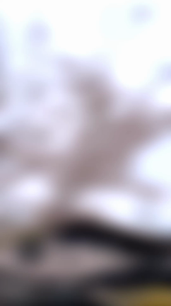 桜満開、ギャンブラー納艇の記事動画