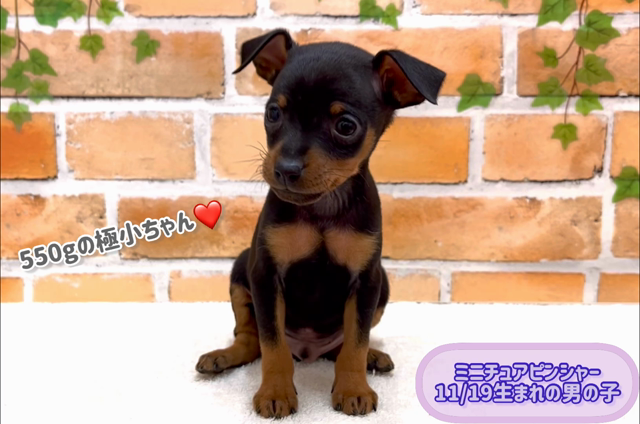 わんちゃん新入舎情報！の記事動画